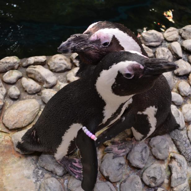 Meet Georgia Aquarium’s two love birds, Charlie and Lizzy!